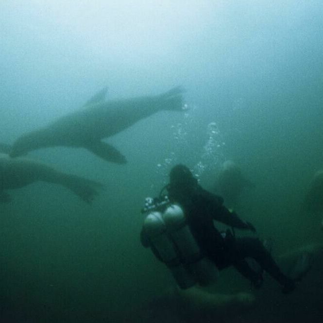 HH with sealions